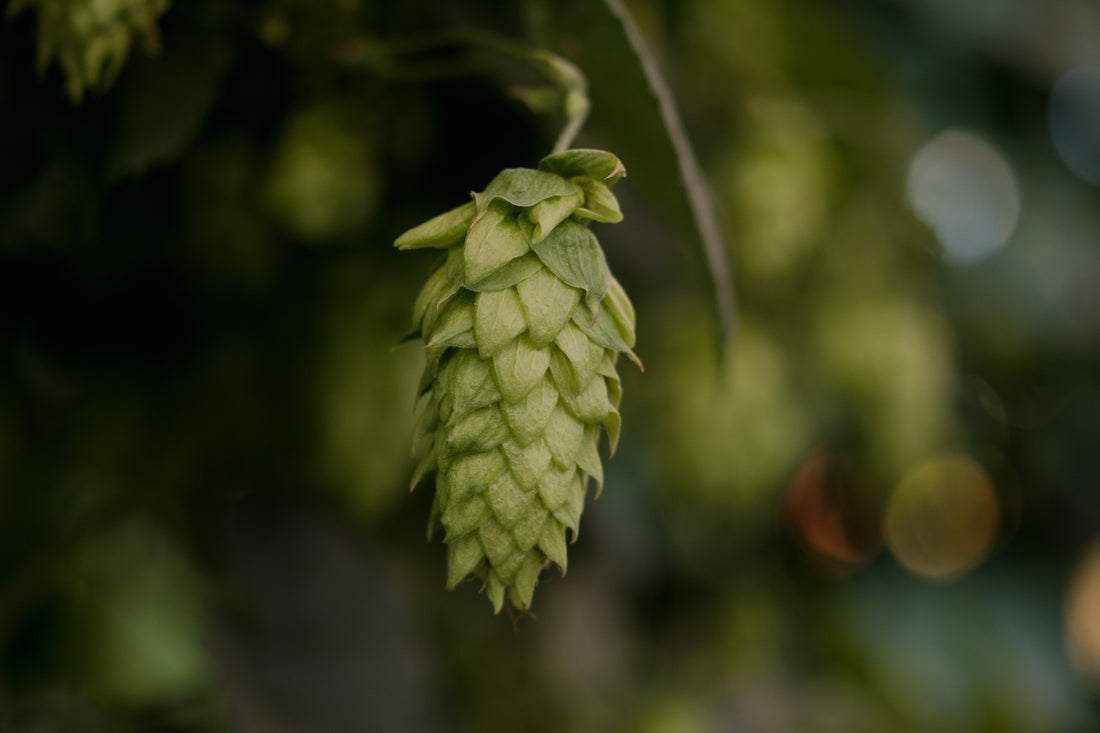 Hopfen auf das Beste